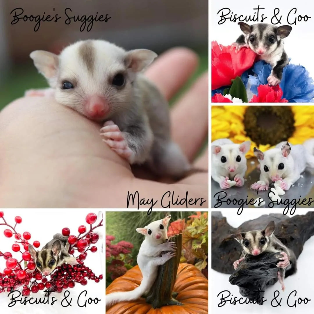 PRE-ORDER 2026 Crafty Glider Calendar